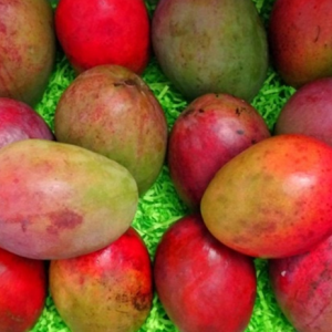 Mangoes Fresh