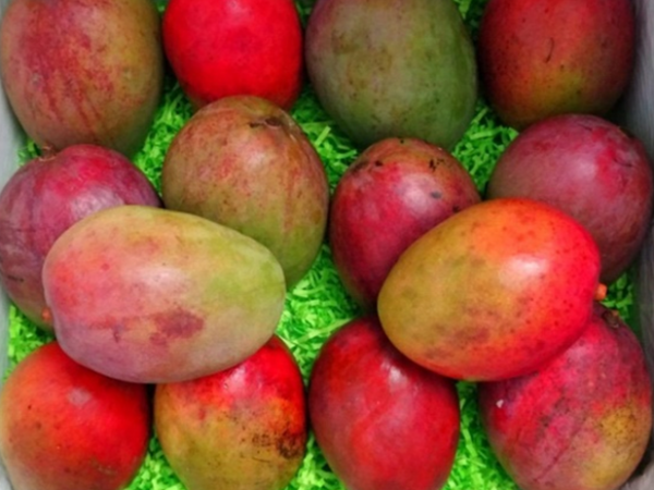 Mangoes Fresh